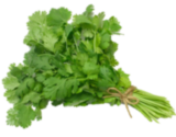 Coriander
