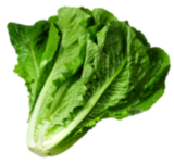 Lettuce