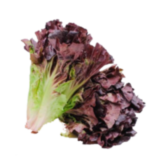 "Lollo Rosso" lettuce